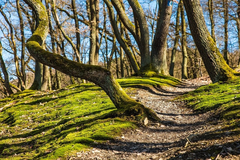 Temporal Trails